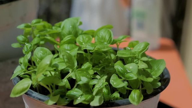 Planting growing sweet basil sprout from the seed in Summer, home-grown herbs cilantro vegetable in balcony patio area of apartment.