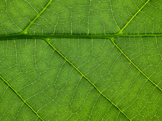 macro detail of green leaf texture