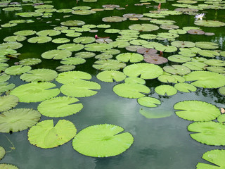 lotus leaf in the pond