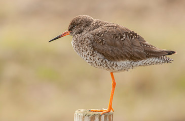 Portrait of a Common redshank resting on a wooden pole.