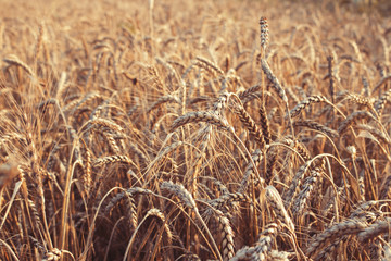 Wheat field. Ears of golden wheat close up. Beautiful Nature Sunset Landscape. Rural Scenery under Shining Sunlight. Background of ripening ears of wheat field. Rich harvest Concept. Label art design