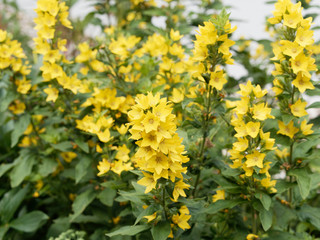 Obraz premium Lysimachia | La lysimaque ponctuée aux fleurs jaune et feuillage vert clair