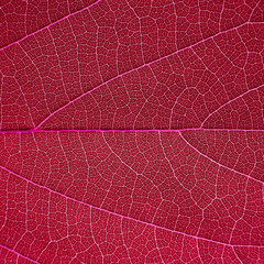 Naklejka na ściany i meble red leaf texture