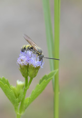 detail of insects on flower collecting pollen
