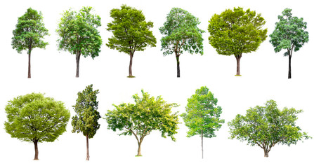 Isolated trees collection with clipping path on white background use for decoration architecture...