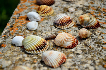 Shells on a wall near the beach