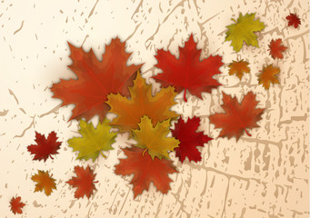 Bright red, yellow, orange maple leaves. The concept of a beautiful autumn.