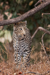 Obraz na płótnie Canvas African leopard, panthera pardus pardus, Kruger national park