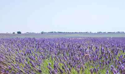 Lavender fields in La Alcarria, Spain