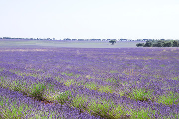 Beautiful purple landscape in La Alcarria lavender fields