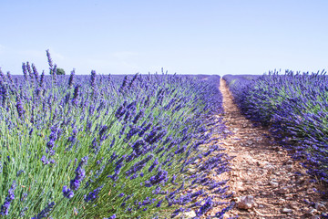 Beautiful lavender fields summer blossom seasonal landscape