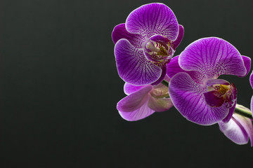 Beautiful pink orchid phalaenopsis on dark background.