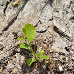 Young sprout with green leaves sprouted from the bark of an old tree