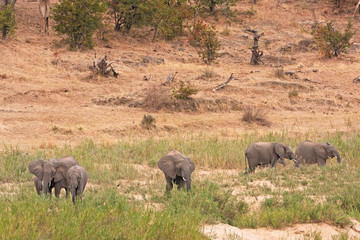 African bush elephant, loxodonta africana, african savanna elephant, Kruger national park