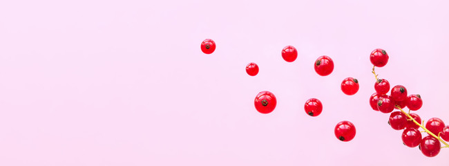 Red currant berries are falling on a pink background.  Healthy eating concept.