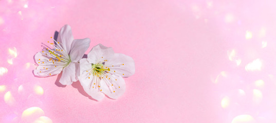 Sakura blossom on pink pastel background, spring flowers. Soft light color.  Place for your design. 