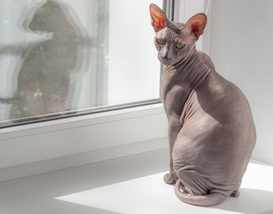 Beautiful calm skull cat sphinx sitting on a light background.