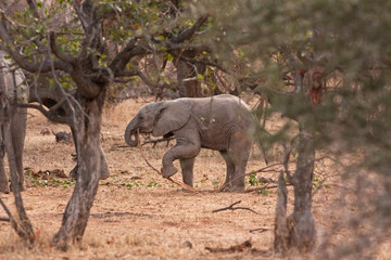 African bush elephant, loxodonta africana, african savanna elephant, Kruger national park