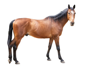 Obraz premium piękny koń, ukraiński koń jeździecki, koń wyrzeźbiony na białym tle