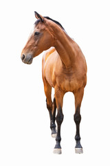 beautiful horse, racehorse, english racehorse