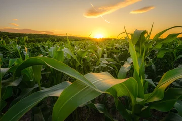 Fototapeten Young green corn growing on the field at sunset time near Pannonhalma, Hungary © markborbely