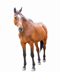 Fototapeta premium beautiful horse, racehorse, english racehorse