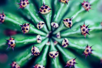 Closeup of spines on cactus, background cactus with spines