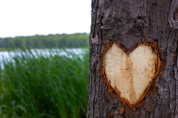 heart or love sign cutted in the bark of a tree near a lake - Powered by Adobe