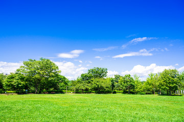 青空と緑の公園