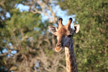 Obraz premium Giraffe head