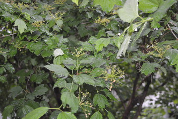 Green stems, branches and leaves of viburnum in the rain with unusual street lighting.