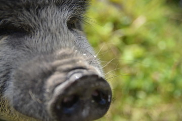 head of a pig