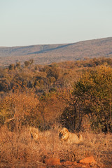 lion, panthera leo, Kruger national park