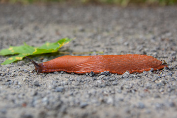Giant red roadside slug, spanish slug, shell-less terrestrial gastropod mollusc