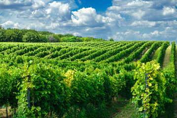 Fototapeta na wymiar Viticulture: Hungarian vineyards in the summer season, Pannonhalma Wine Region
