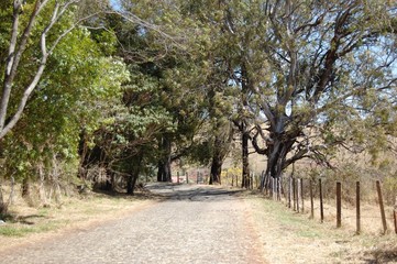 alley in the park
