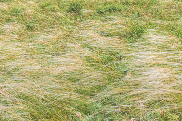 Scenery background Crimea- vacation destinations. Kerch- steppe zone