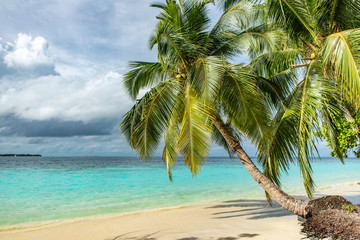 Fototapeta na wymiar Palms on a tropical beach on the background of blue sea and cloudy sky