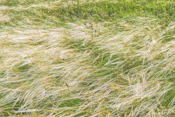 Scenery background Crimea- vacation destinations. Kerch- steppe zone