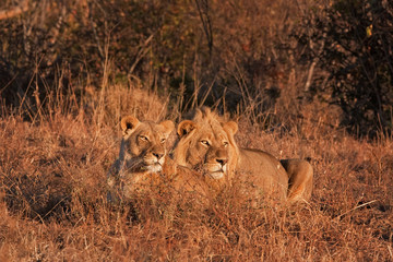 lion, panthera leo, Kruger national park