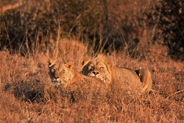 lion, panthera leo, Kruger national park