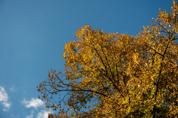 Naklejka premium Autumn tree