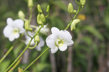White orchid with blurred background. White orchid on the branches.