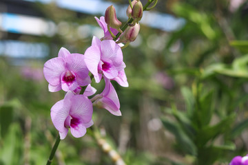 Purple orchid with blurred background. Violet orchids on the flower stalks.