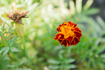 Marigold Tagetes Cottage