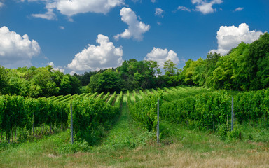 Fototapeta na wymiar Hungarian vineyards in the summer season