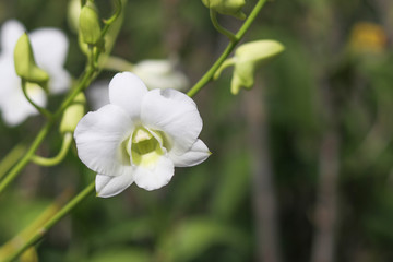 Fototapeta premium White orchid with blurred background. White orchid on the branches.