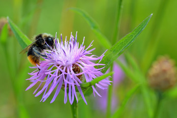 Bumblebee on a purple cornflower flower and a blurred green background.