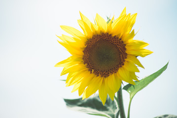 Sunflower. Beautiful sunflowers blooming on the field. Growing yellow flowers.