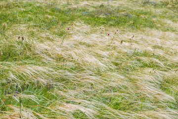 Scenery background Crimea- vacation destinations. Kerch- steppe zone